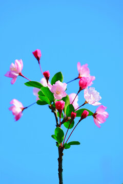 海棠花