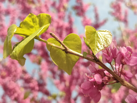 树叶
