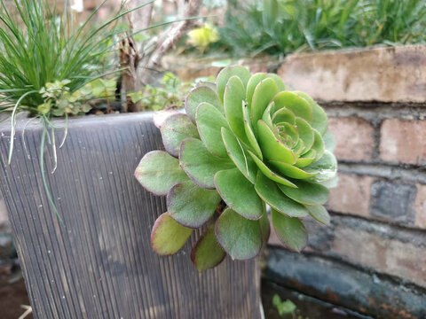 绿色多肉植物