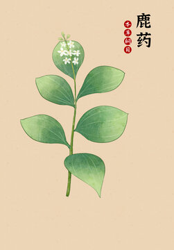 鹿药