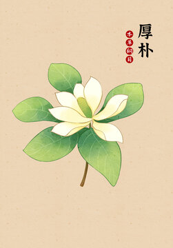 厚朴