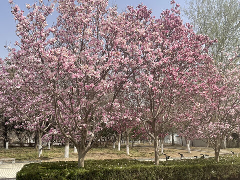 玉兰花开