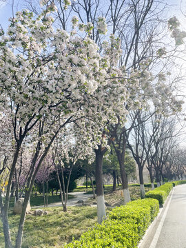 春满校园