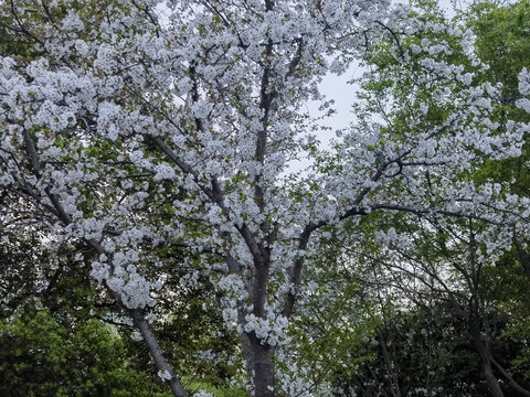 奉化樱花巷