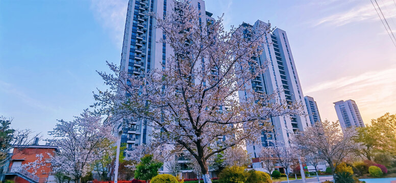 奉化樱花巷