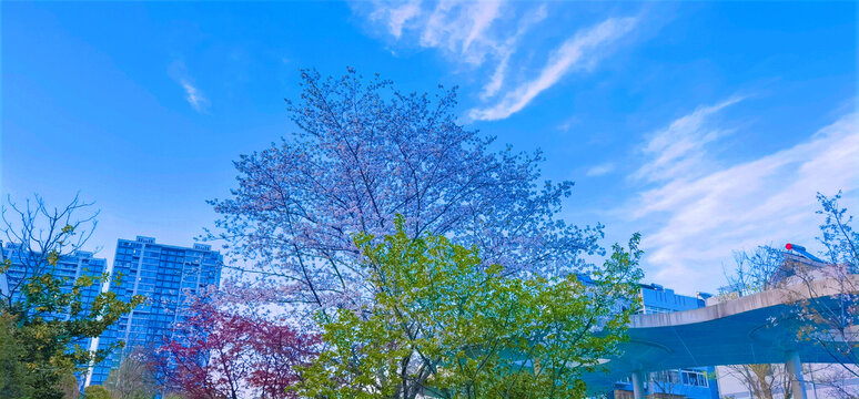 奉化樱花巷