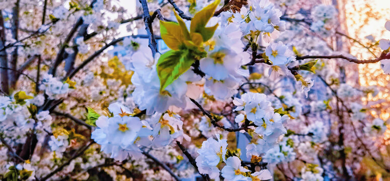 樱花公园