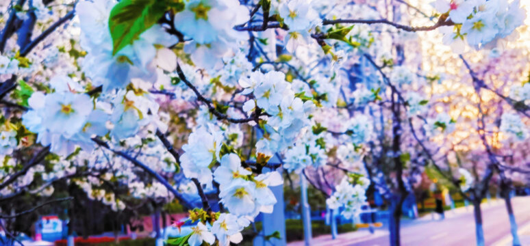 樱花公园