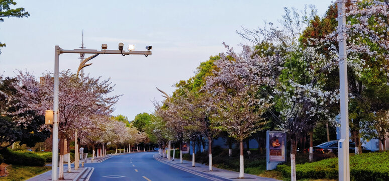 樱花公园
