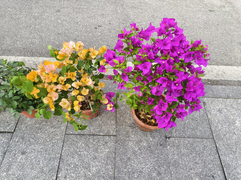 黄色三角梅花与紫色三角梅花
