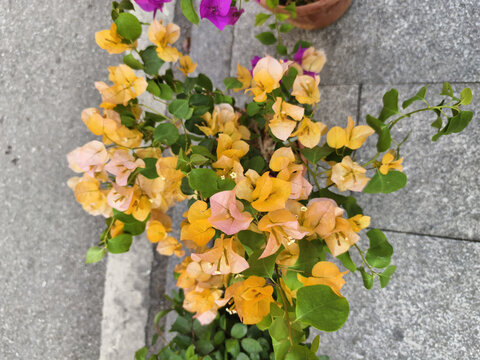 黄色三角梅花