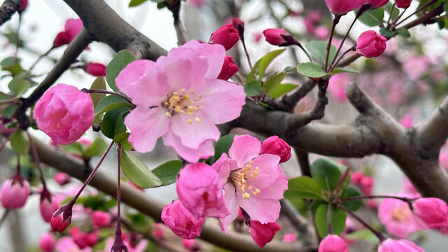 桃花