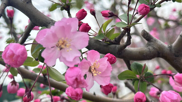 桃花