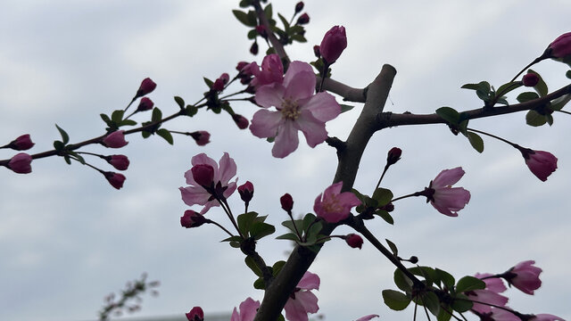 桃花