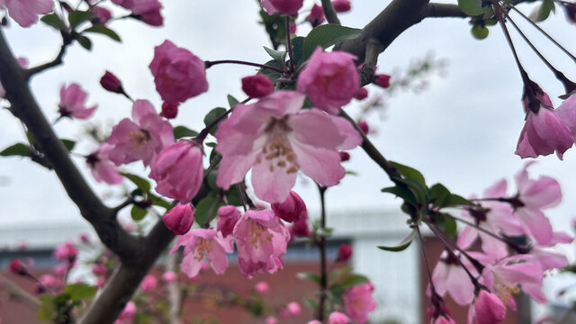 桃花