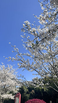 樱花