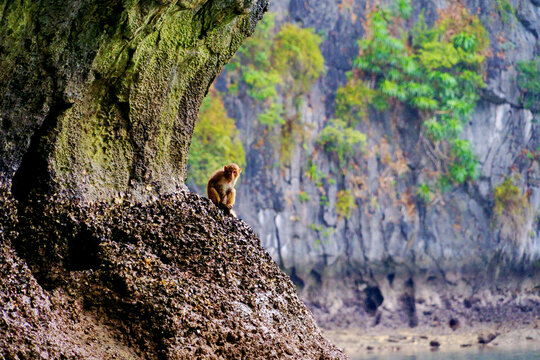 下龙湾月亮湖野猴