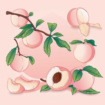 手绘水蜜桃
