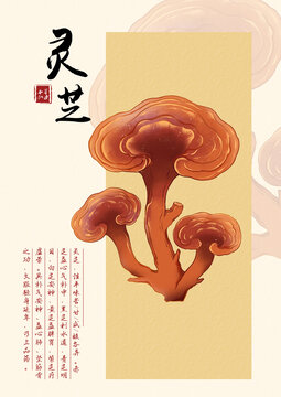 灵芝中草药插图
