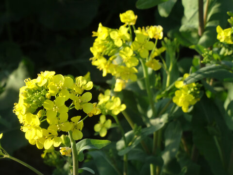 油菜花开