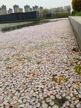 花落水面
