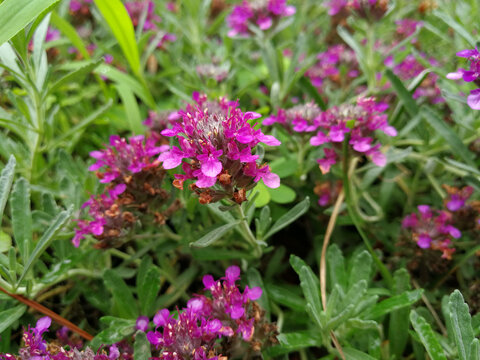 紫花石蚕