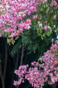 公园里粉红色开花植物的特写镜头