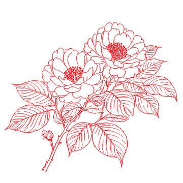 山茶花手绘插图素描底纹背景包装设计矢量
