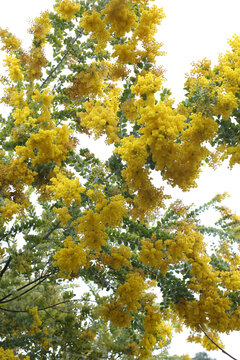 黄花