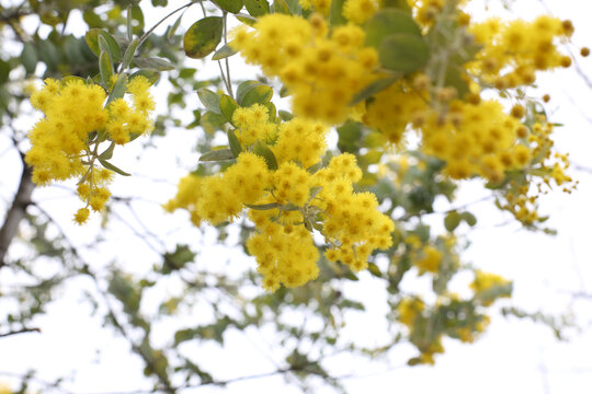 黄花