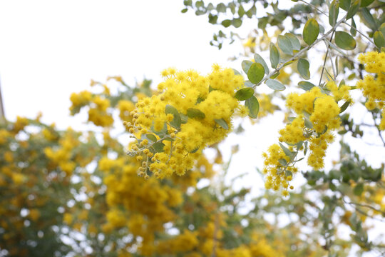 黄花