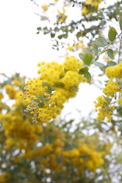 黄花