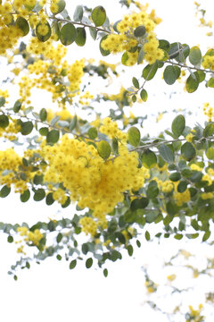 黄花
