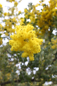 黄花
