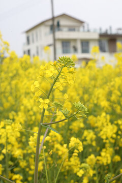 油菜花