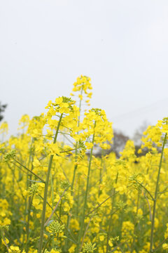 油菜花