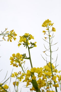 油菜花