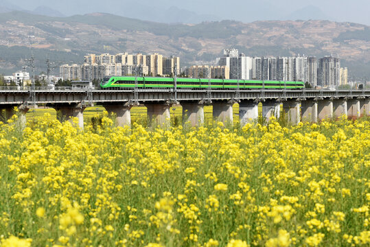 高铁动车穿过油菜花