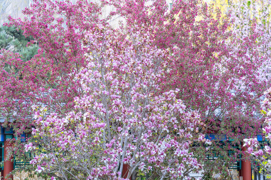 四月花团锦簇盛开的海棠花