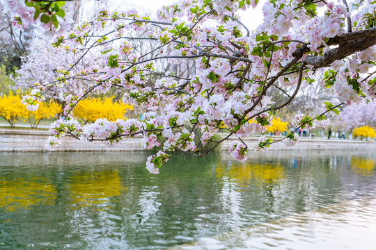 春天岸边盛开的海棠花