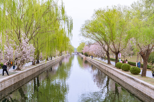 春天岸边盛开的海棠花