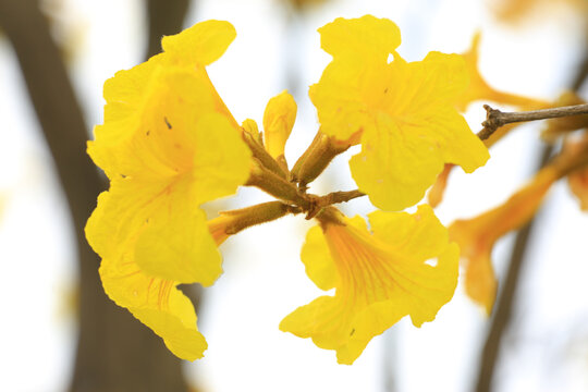 黄花枫林木