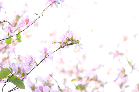紫荆花