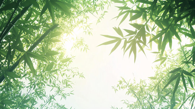 唯美竹叶实拍