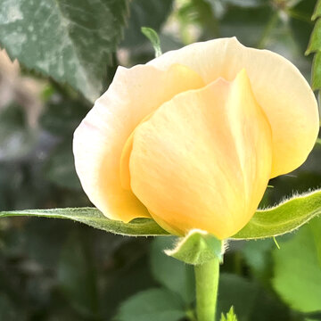 黄月季花苞果汁阳台