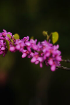 湖北紫荆枚红色花朵花紫荆花