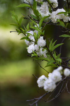 千瓣白桃白色花朵春天公园小百花桃花