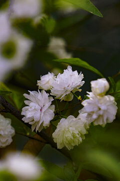 千瓣白桃白色花朵春天公园小百花桃花