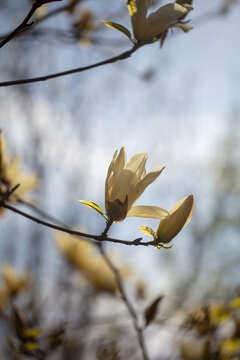 玉兰花
