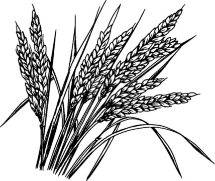 小麦线稿线稿矢量插画